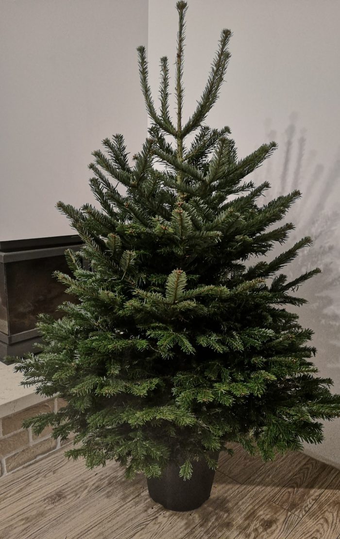 Vazone augintas - Normandinis kėnis 100cm