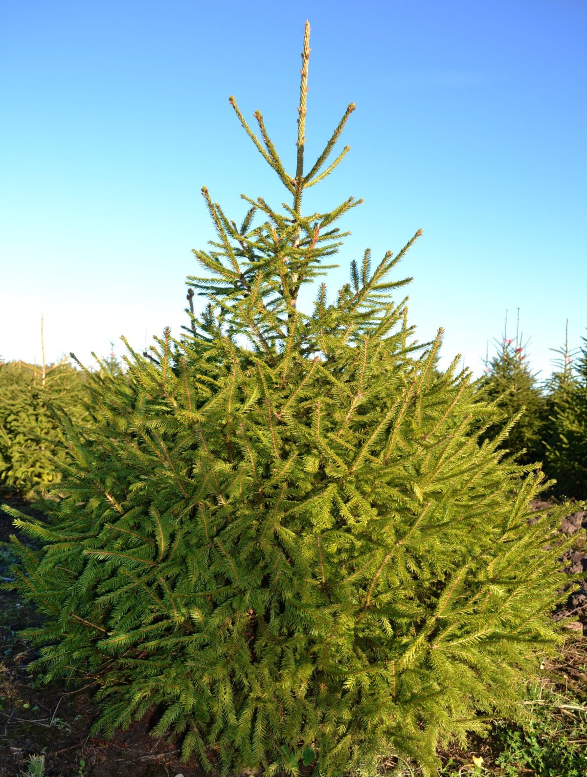 Kirsta formuota Lietuviška eglutė (225-250cm)