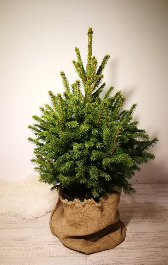Vazone-sidabrinė eglutė 80-110cm
