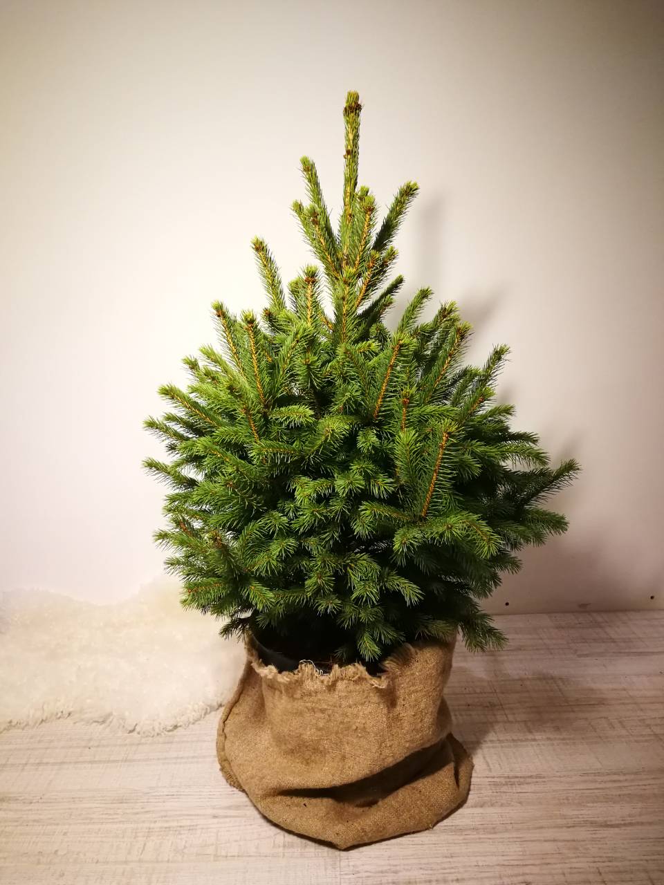 Vazone-sidabrinė eglutė 80-110cm
